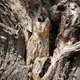 Illustration for article titled Can you detect the stealth animals hiding in all these pictures?